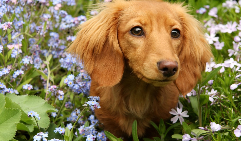 Грустная такса сидит в голубых цветах