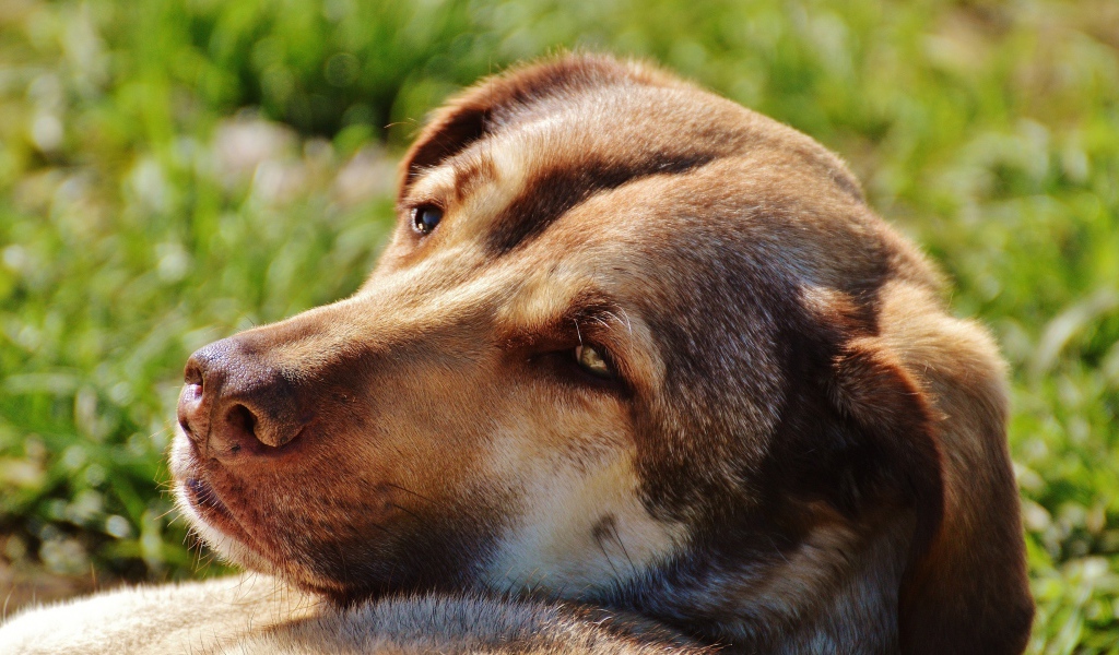 Грустная собака отдыхает на зеленой траве
