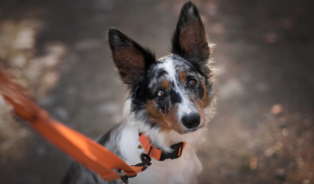 Sad look of a Border Collie breed dog on a leash