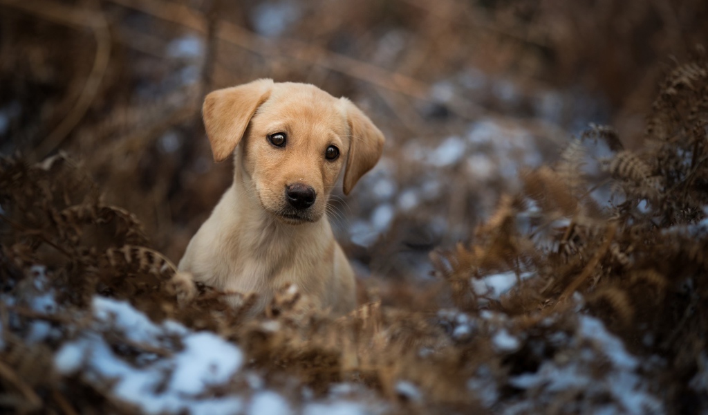 Грустный щенок золотистого ретривера