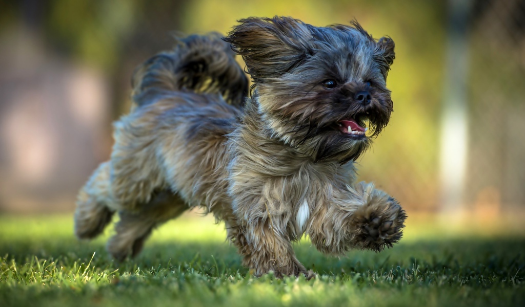 Щенок Ши-тцу бежит по зеленой траве
