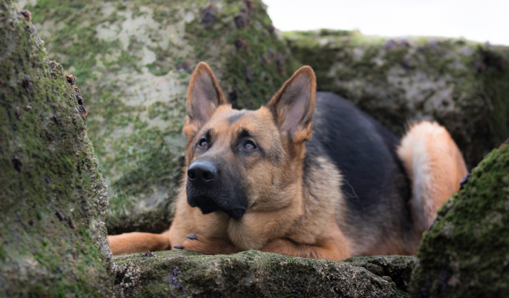 Умная немецкая овчарка лежит на камне