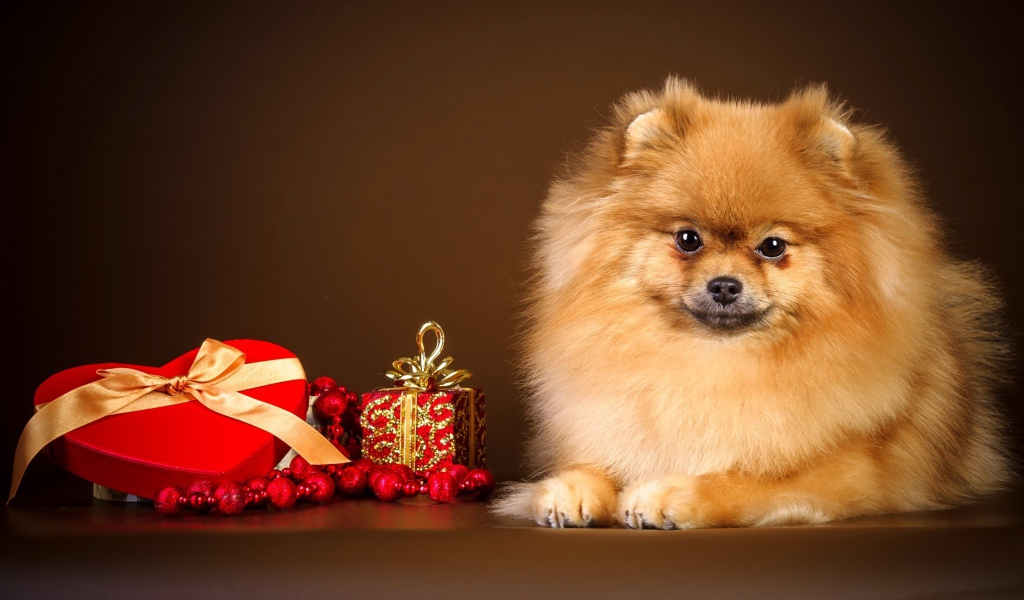 Шпиц с подарком в форме сердца