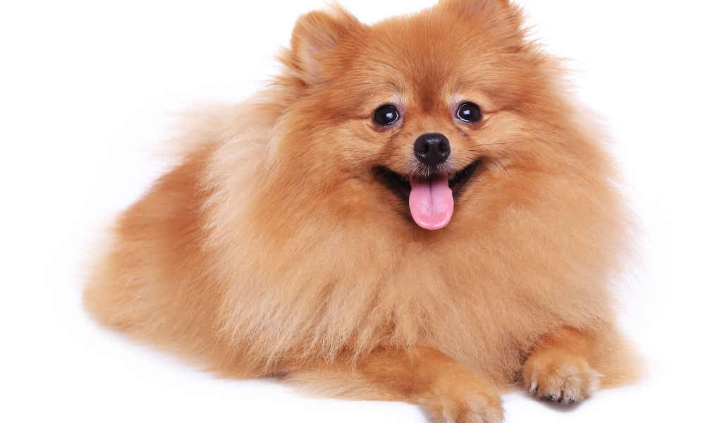 Шпиц с высунутым языком на белом фоне