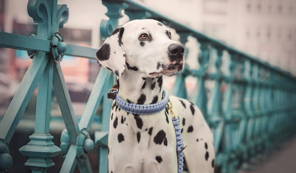 Пятнистый далматин на мосту 