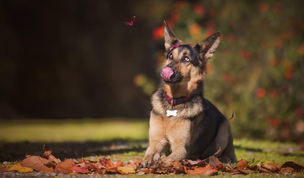 Немецкая овчарка с высунутым языком сидит на желтой листве