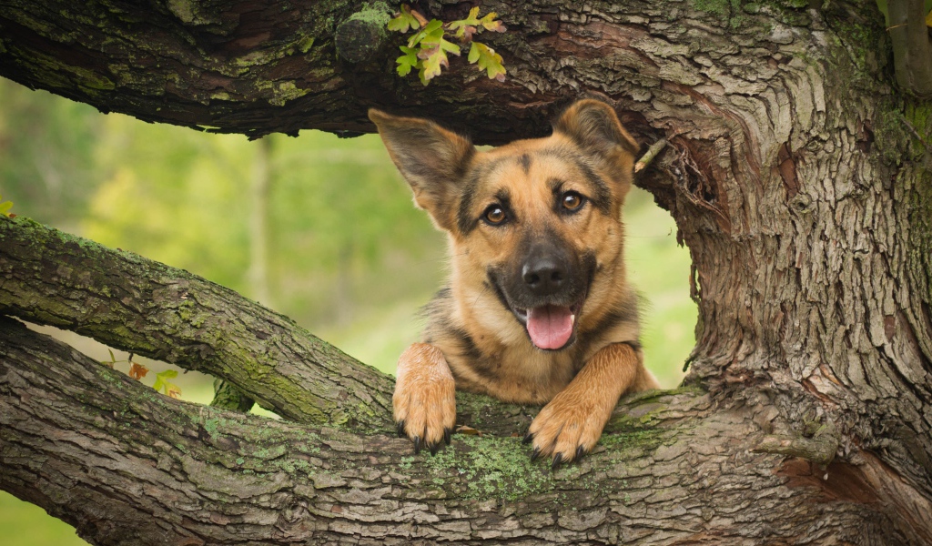 Немецкая овчарка с высунутым языком стоит у дуба