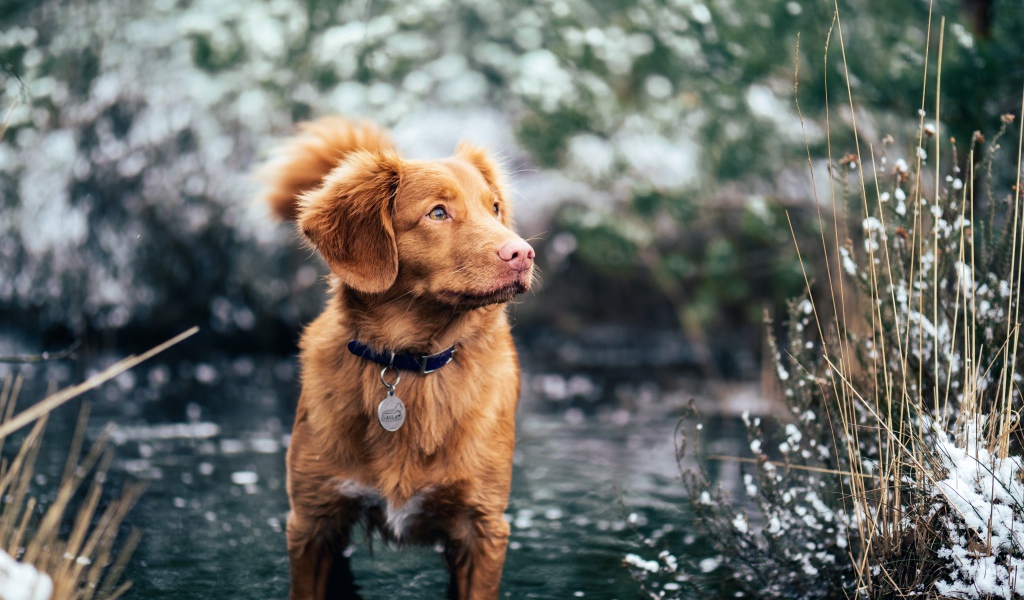 Новошотландский ретривер стоит в воде