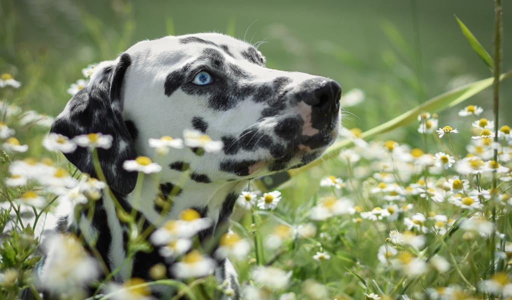 Голубоглазый далматин лежит в белых ромашках