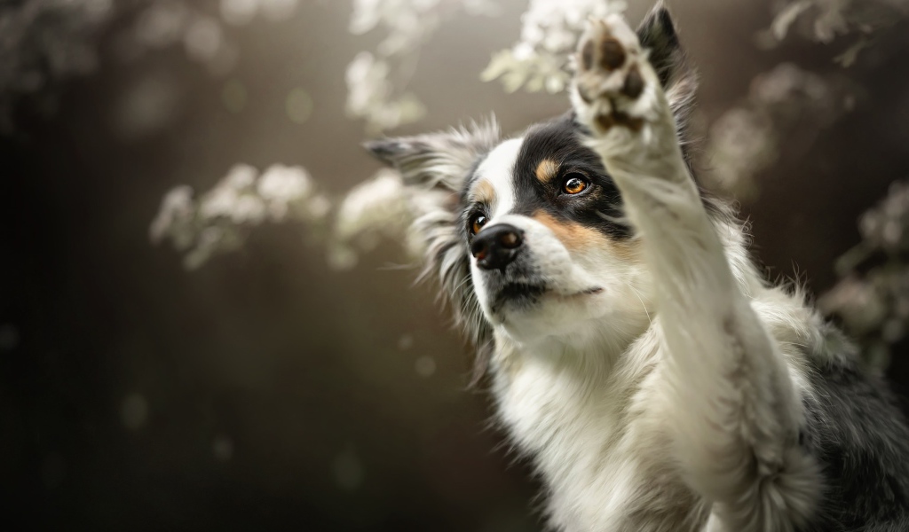 Собака породы Бордер-Колли подает лапу