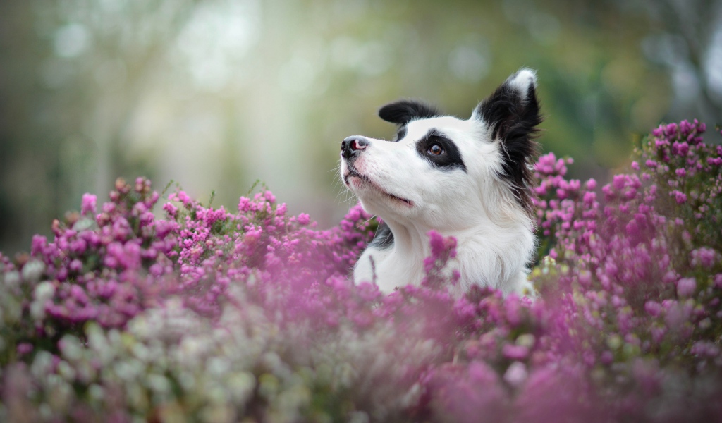 Собака породы бордер колли сидит в сиреневых цветах