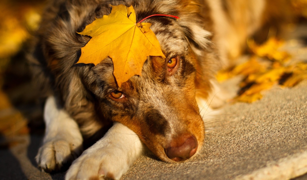 Собака лежит лежит с желтым листом на морде 
