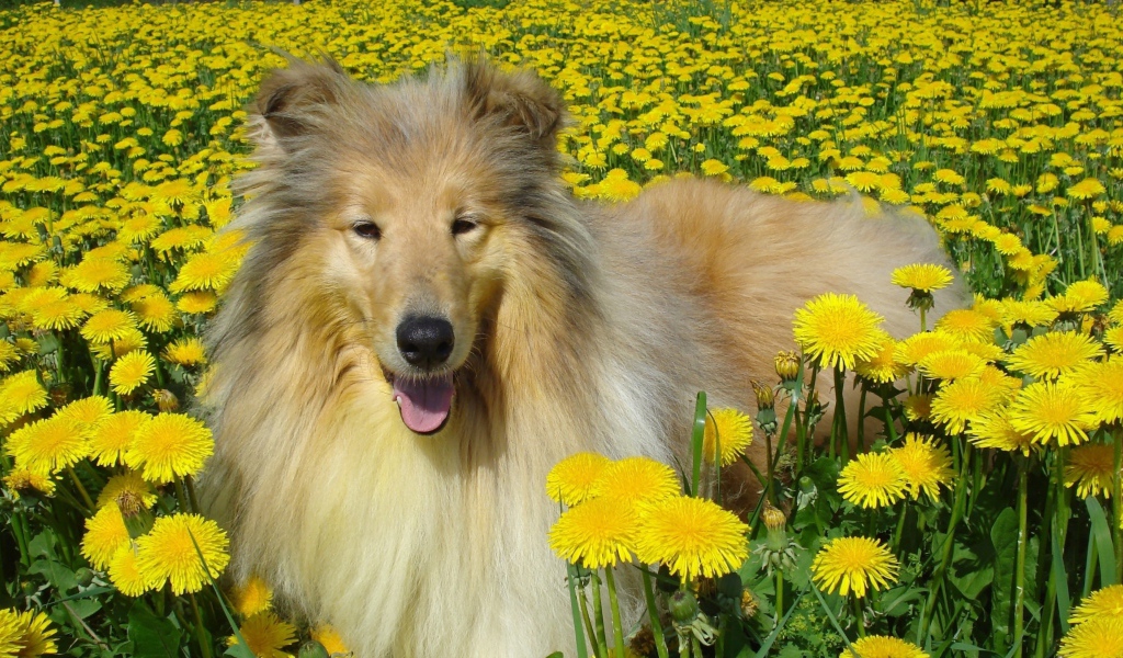 Длинношёрстный колли лежит в желтых одуванчиках