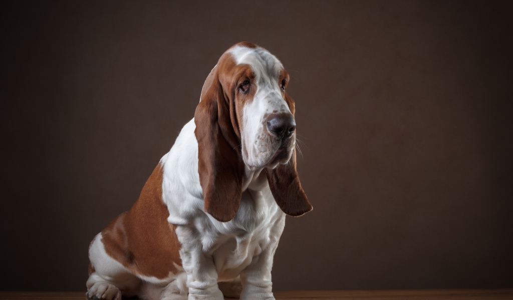Грустный пес породы бассет хаунд 