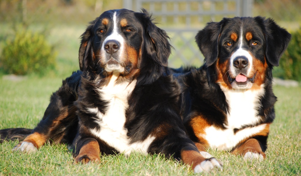 Две собаки Бернский зенненхунд лежат на зеленой траве 