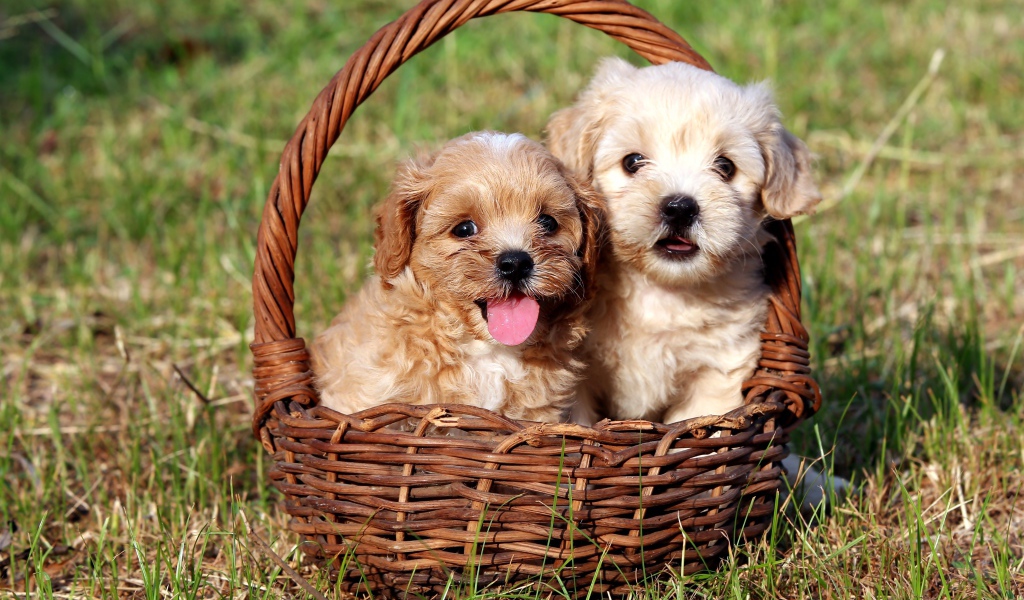 Два щенка Бишон фризе сидят в корзине