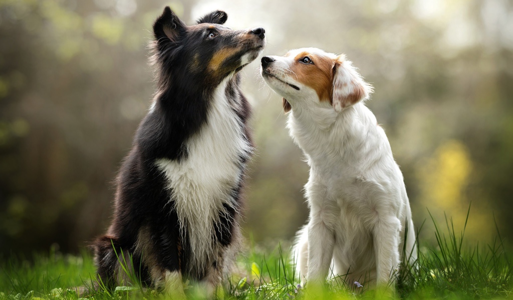 Две собаки породы бордер колли сидят на траве 