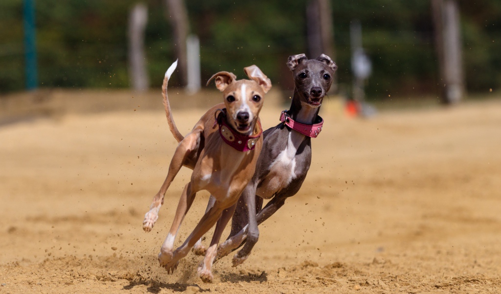 Две собаки породы грейхаунд бегут по песку 