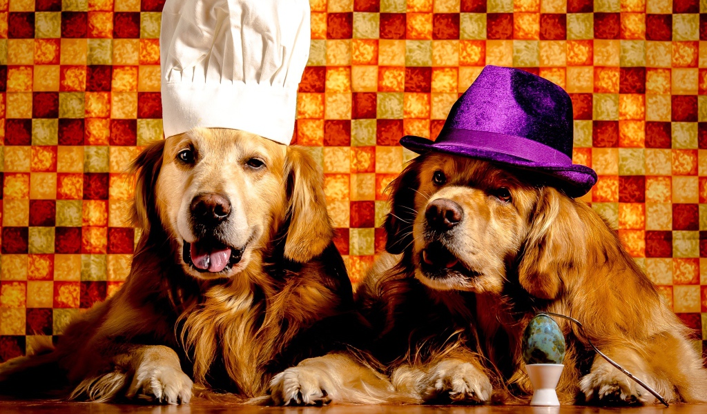 Два забавных золотистых ретривера в шапках