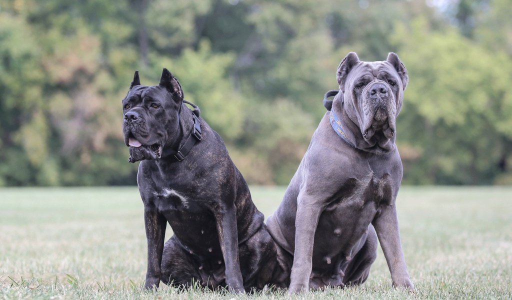Два больших пса породы Кане-корсо на траве