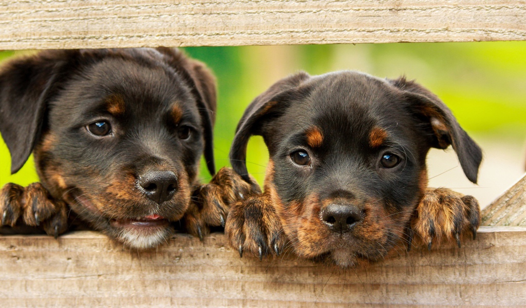 Два любопытных щенка ротвейлера 