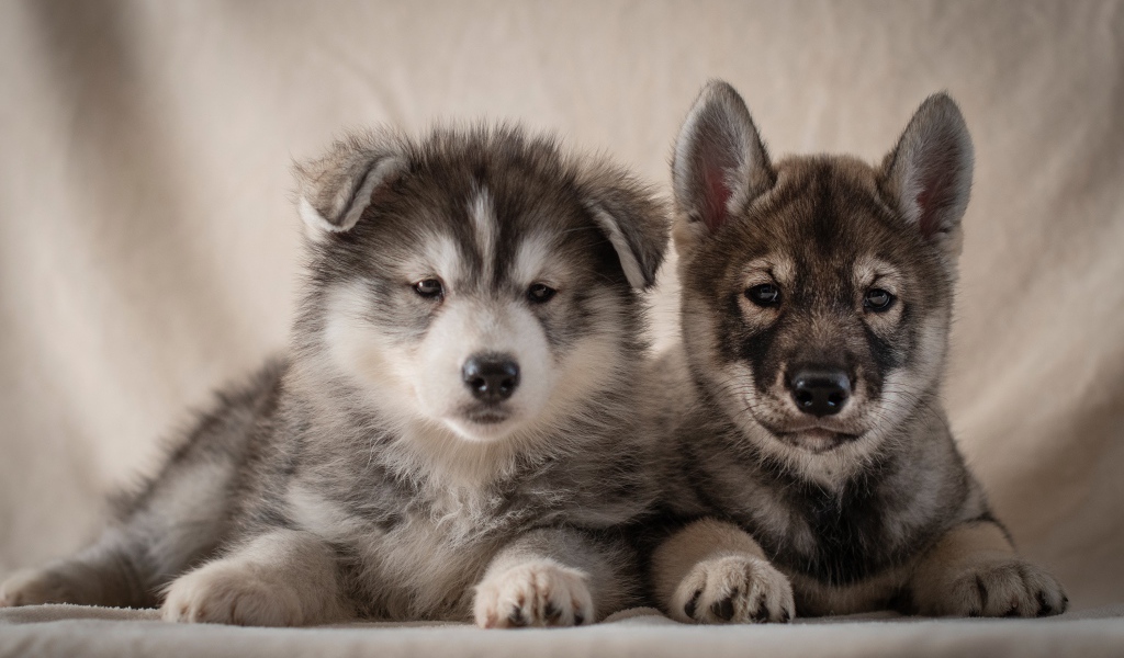 Два милых серых щенка хаски 