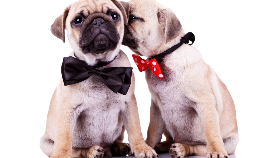 Два милых щенка мопса на белом фоне