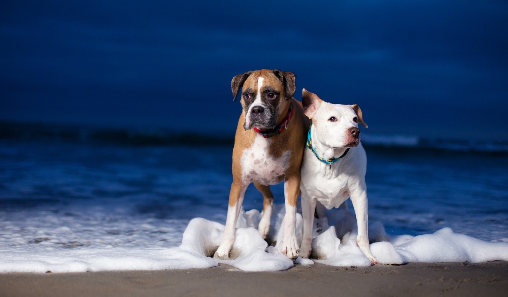 Две собаки гуляют по берегу моря по пене