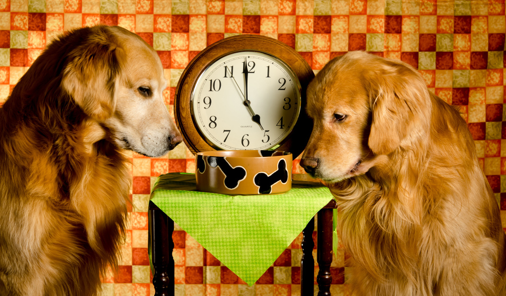 Два золотистых ретривера ждут корм у часов