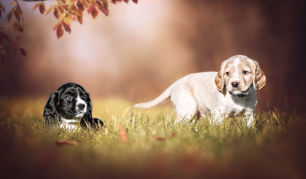 Два маленьких щенка спаниеля в зеленой траве 