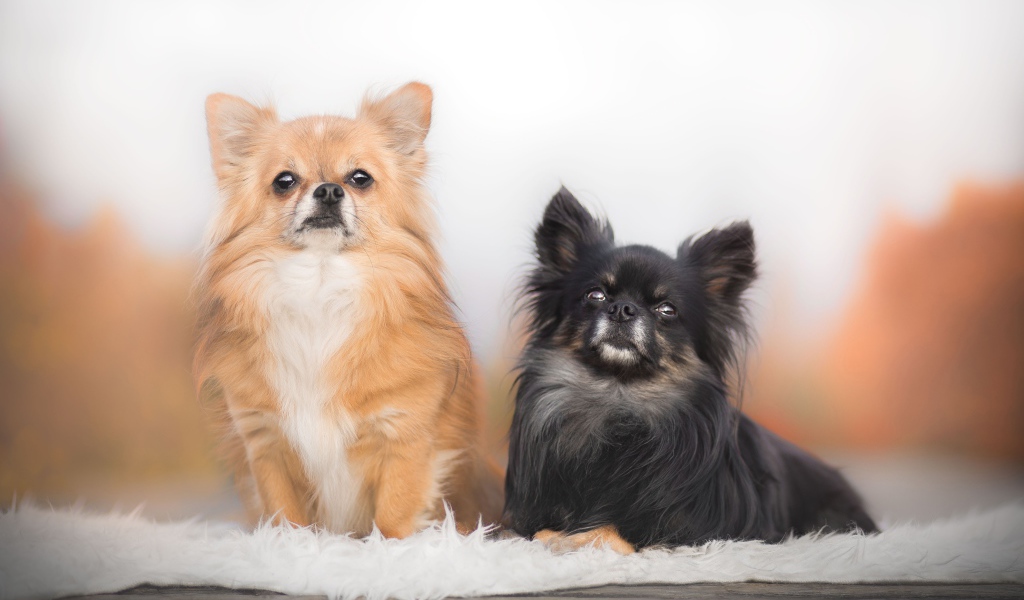 Две длинношерстных собаки чихуахуа 