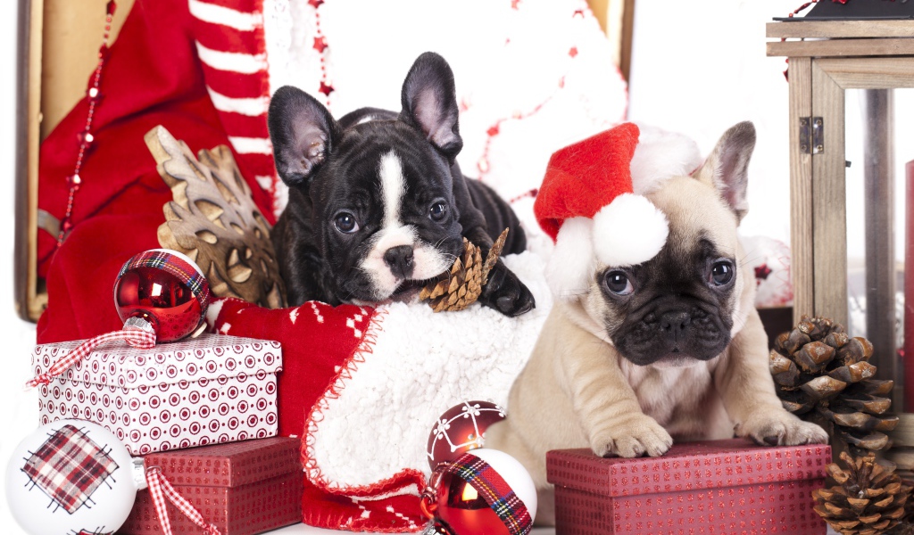 Два щенка французского бульдога на новогодних подарках