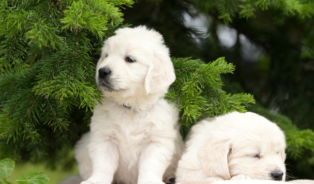 Два щенка золотистого ретривера под еловой веткой