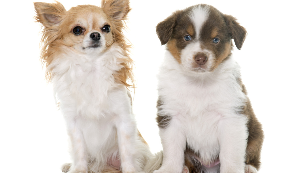 Два щенка на белом фоне 