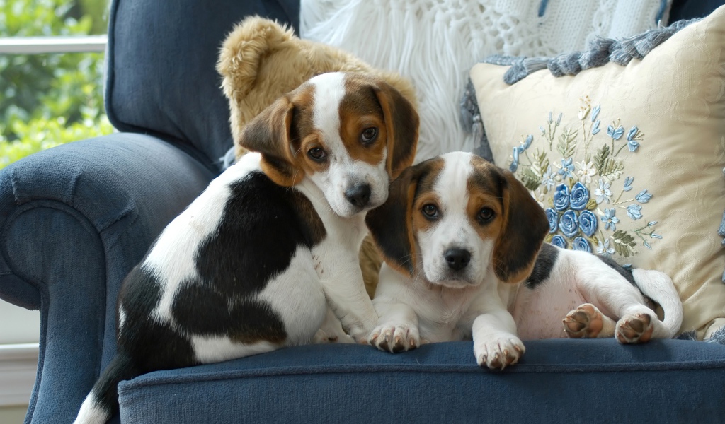 Два маленьких щенка бигля сидят на диване