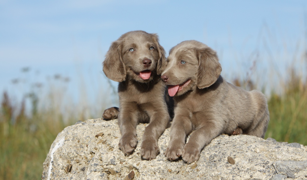 Два маленьких голубоглазых щенка лежат на камне