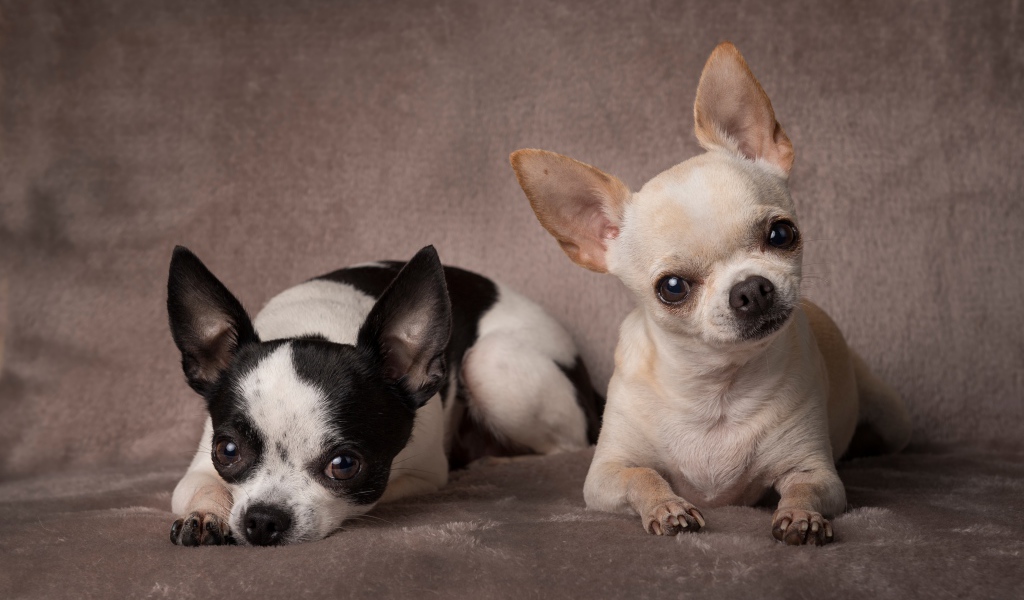 Две маленьких собаки породы чихуахуа на сером фоне