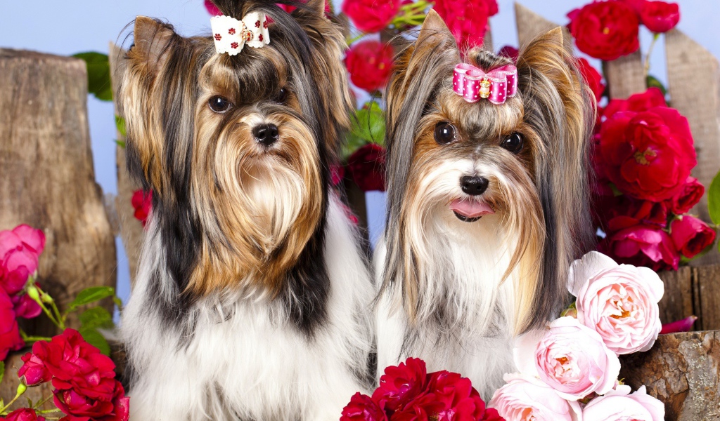Два йоркширских терьера с красными цветами розы