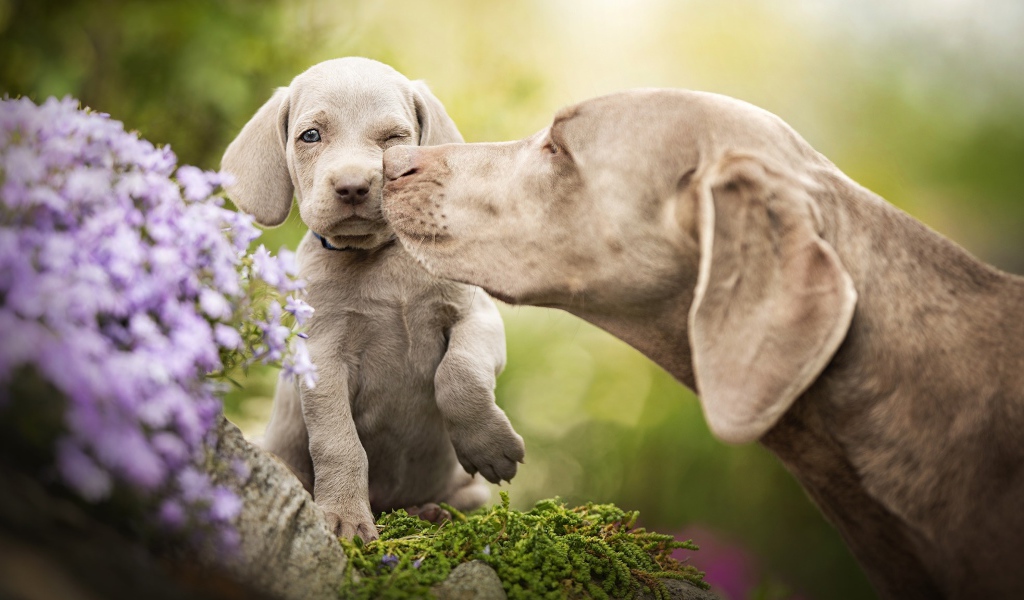 Собака породы Веймаранер со щенком