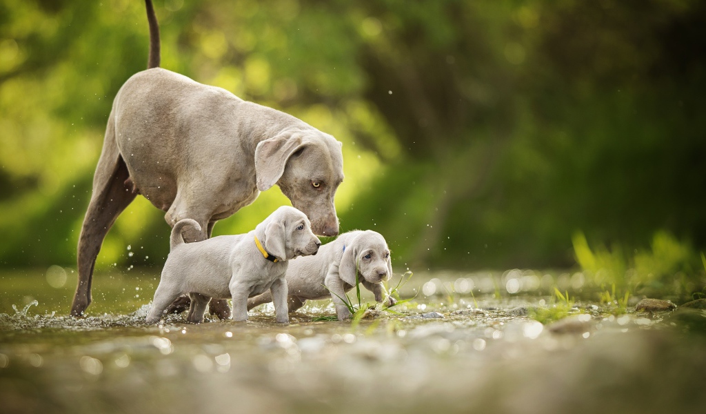 Собака породы Веймаранер с двумя щенками идут по воде