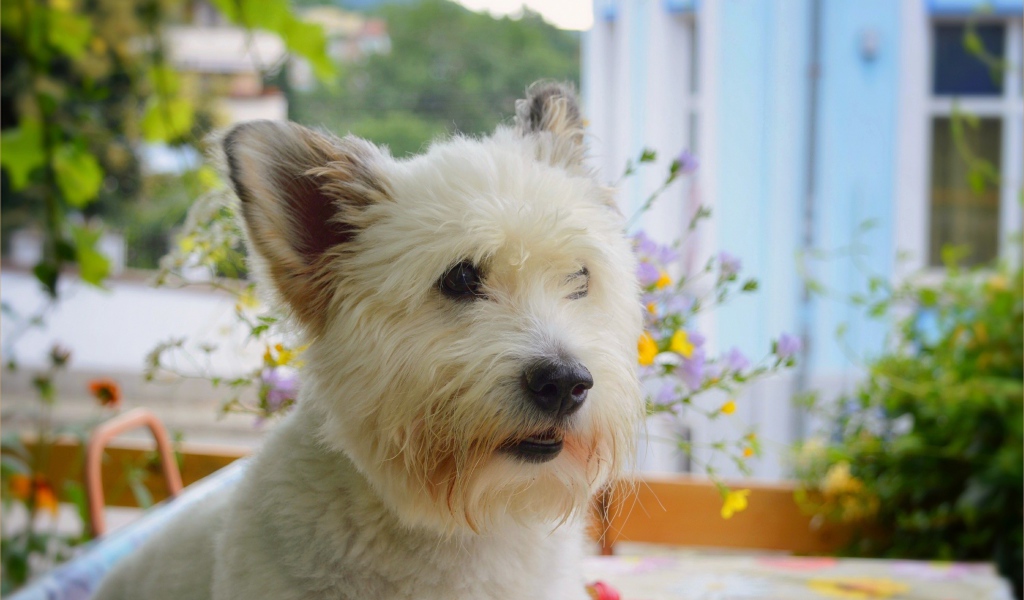 Вест-хайленд-уайт-терьер на балконе 