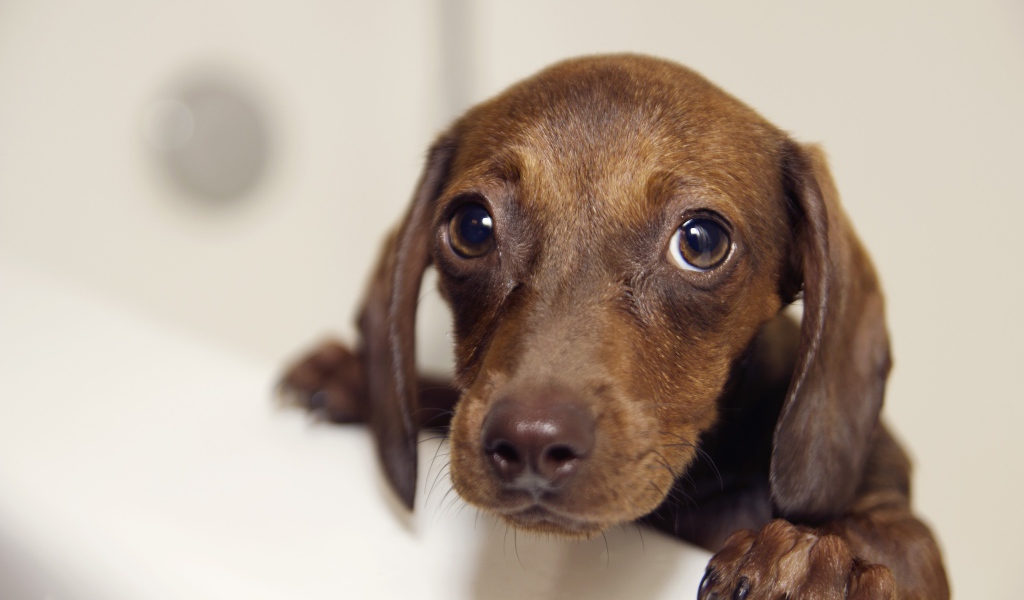 Мокрая такси стоит в ванной