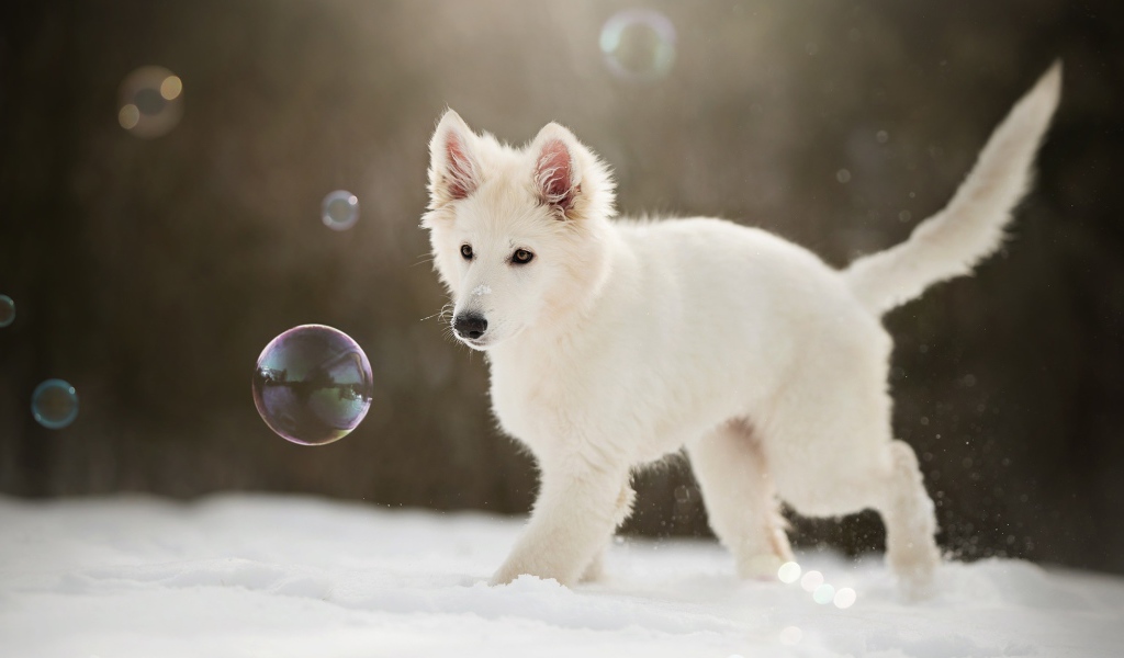 Белая швейцарская овчарка ловит мыльные пузыри