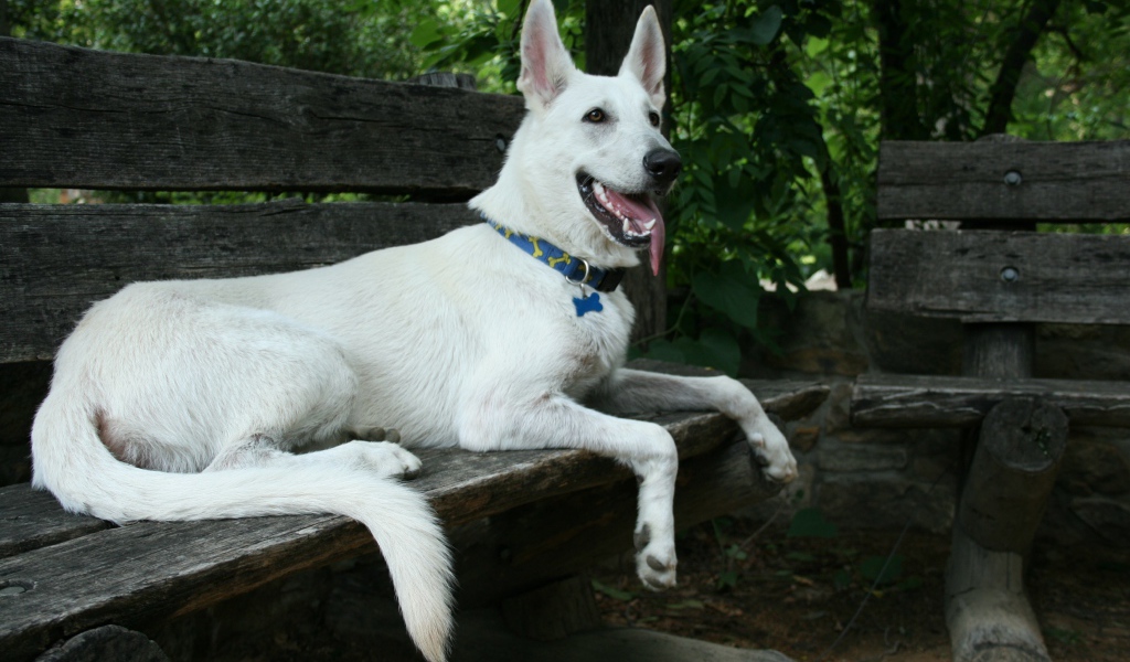 Белая швейцарская овчарка лежит на деревянной лавке
