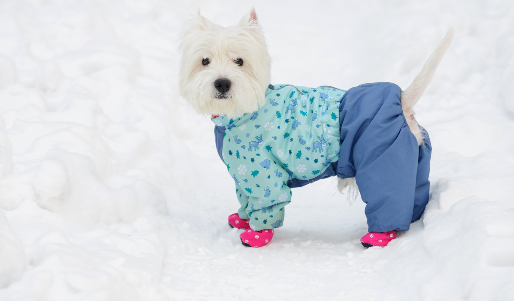 White West Highland White Terrier in a suit in the snow