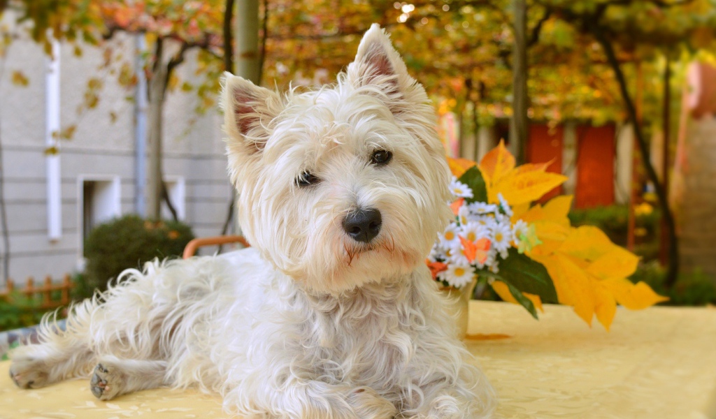 Белый забавный  Вест хайленд уайт терьер