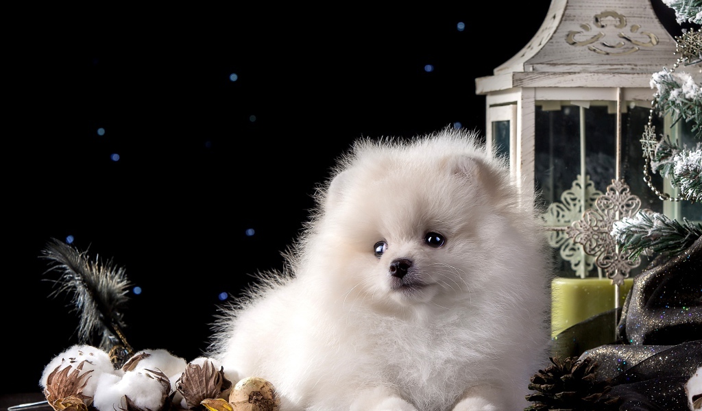 Белый маленький шпиц с новогодними украшениями