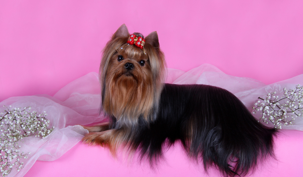 Йоркширский терьер на розовом фоне