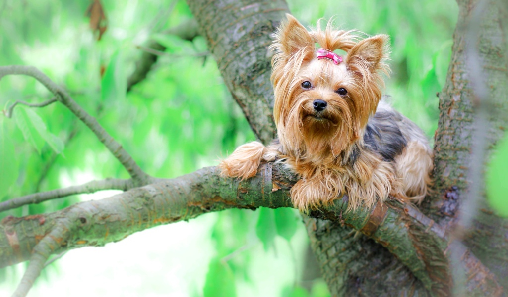 Йоркширский терьер сидит на ветке дерева