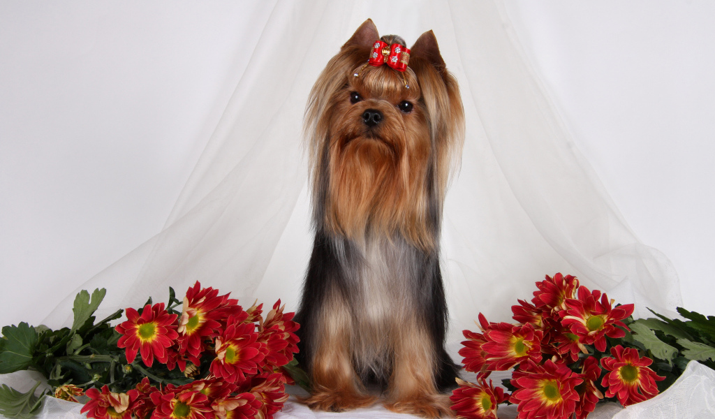 Йоркширский терьер с цветами хризантемы